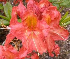 Rhododendron Juanita C3